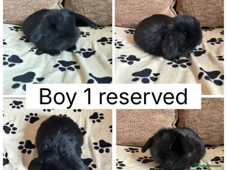 Mini Lop rabbits *RESERVED* 1 baby mini lop ready to reserve - Advert 18