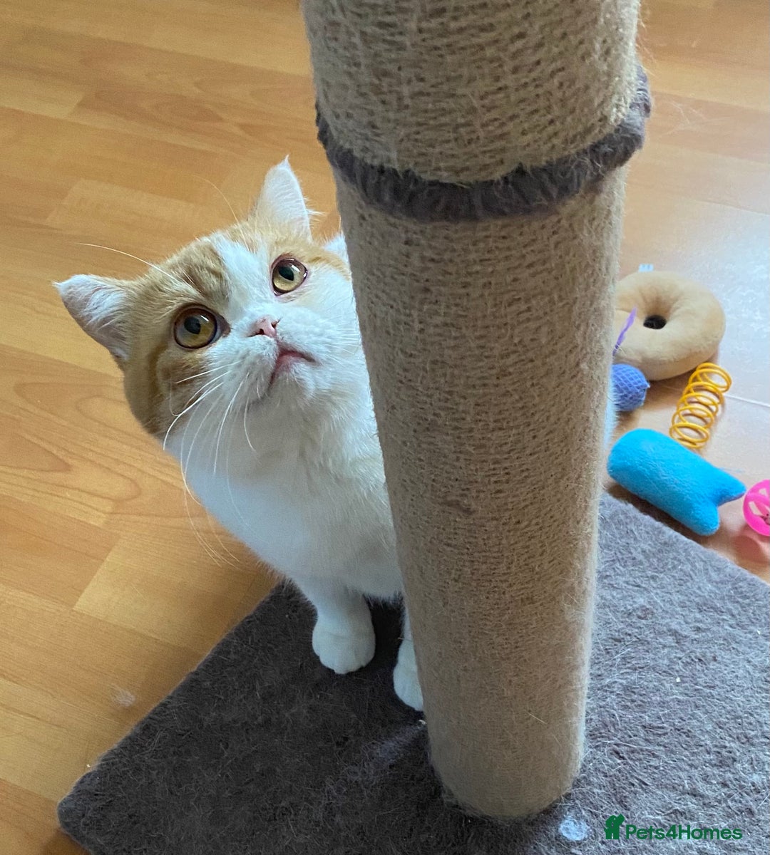 British Shorthair cats for sale: Pedigree British Shorthair  - Image 5