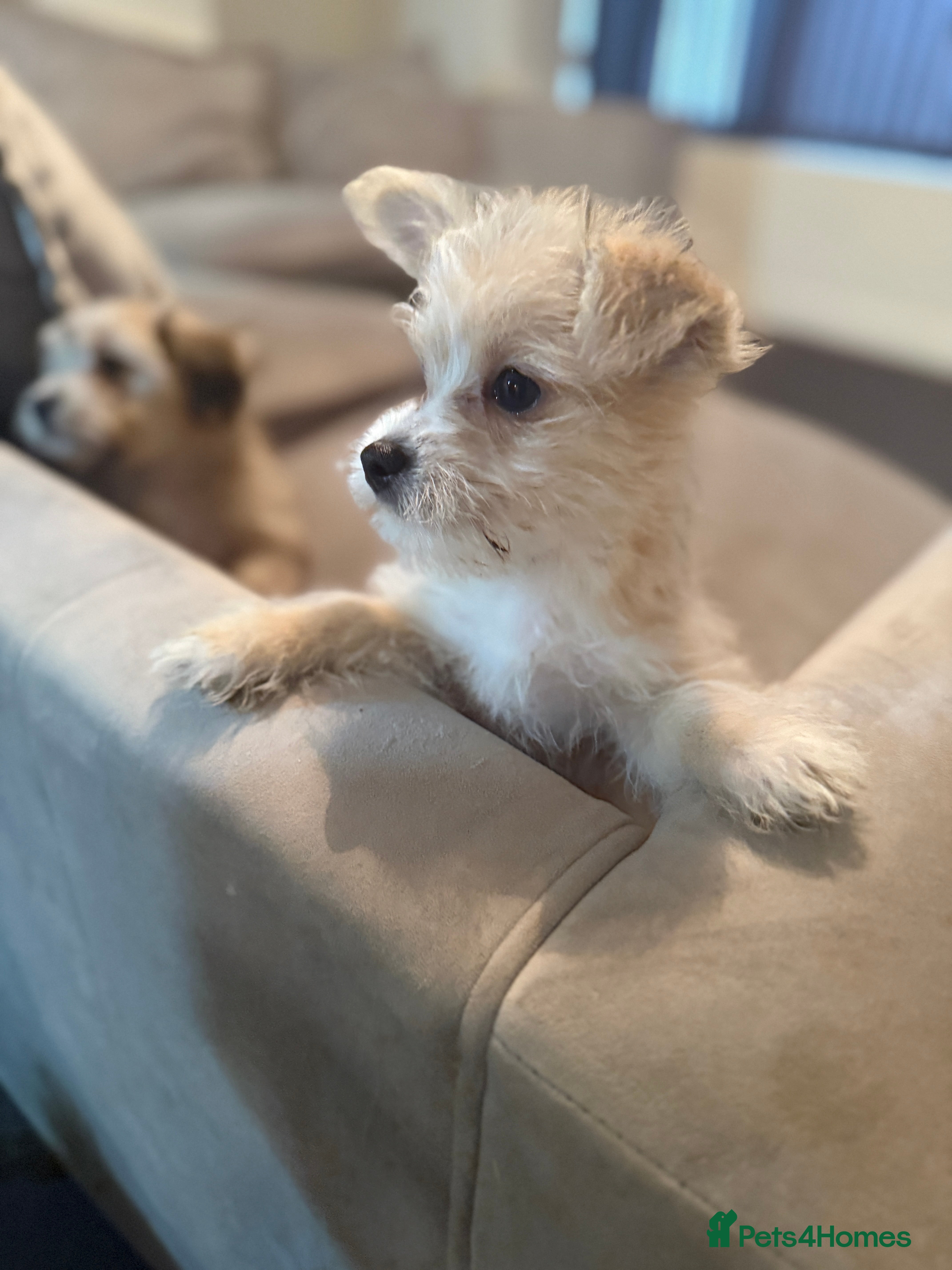 Mixed Breed dogs Ready to go - Unique mix - Maltese x JackChi Pups - Advert 13