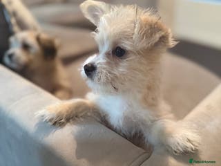 Mixed Breed dogs Ready to go - Unique mix - Maltese x JackChi Pups - Advert 4