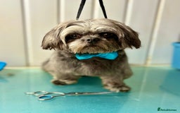 Shih Tzu dogs for stud: STUD Malone 🤍 💙 All fertility extras included  - Image 3