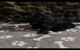 Sprocker dogs for sale: 3 Beautiful Female Sprocker puppies - Image 8