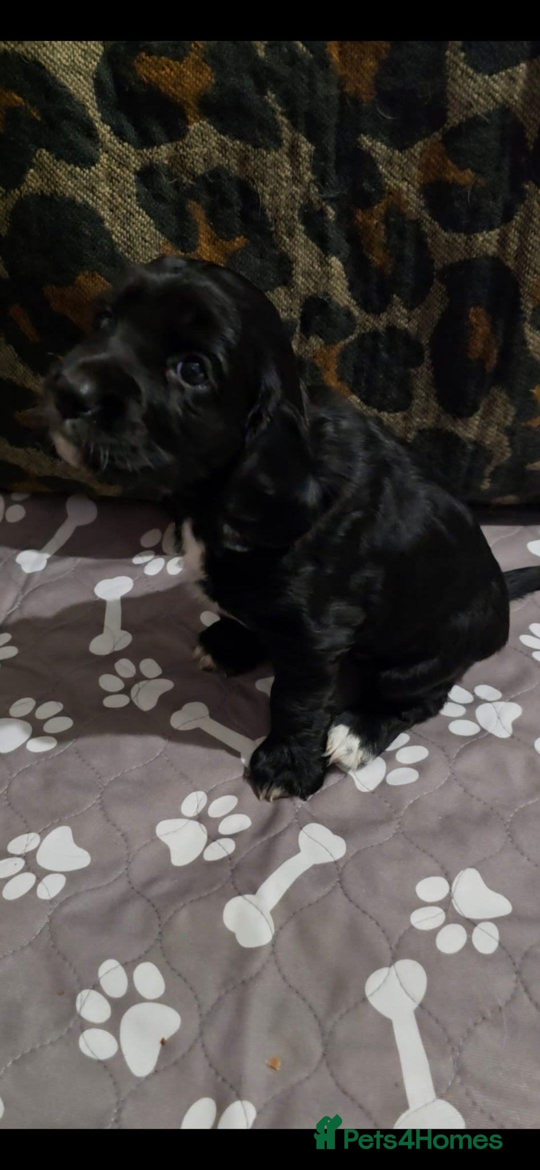 Sprocker dogs for sale: 3 Beautiful Female Sprocker puppies - Image 8