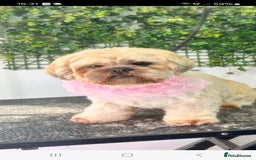 Shih Tzu dogs for sale: 5 stunning shihtzus - Advert 1