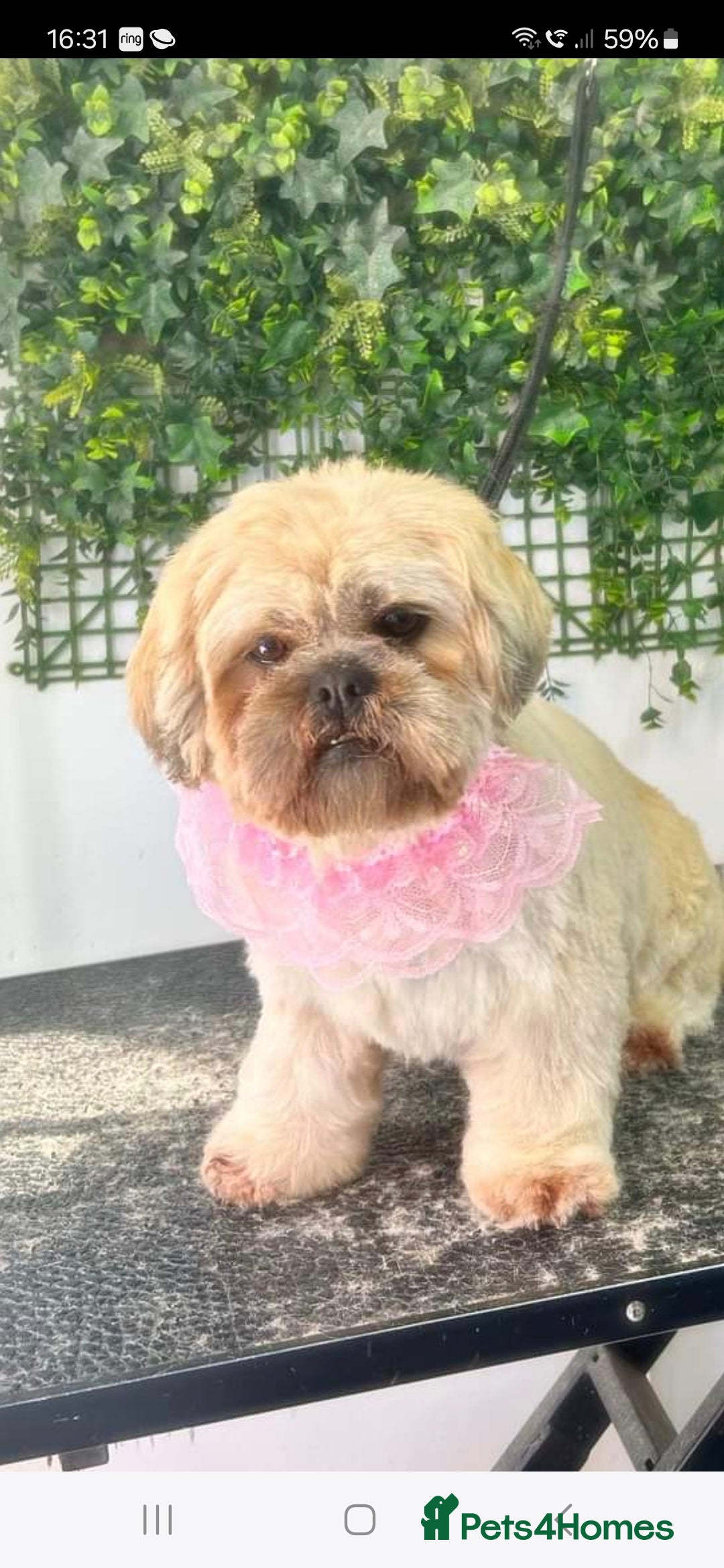 Shih Tzu dogs for sale: 5 stunning shihtzus - Advert 1