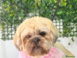 Shih Tzu dogs for sale: 5 stunning shihtzus - Advert 1