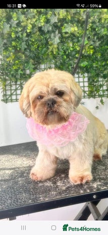 Shih Tzu dogs 5 stunning shihtzus - Advert 4