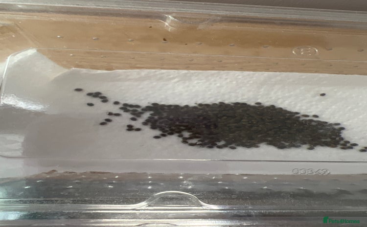 Stick Insects invertebrates - Advert 4
