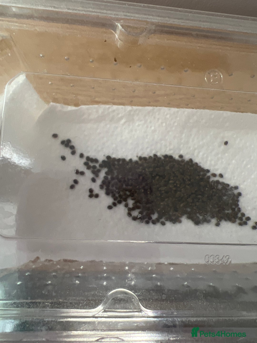 Stick Insects invertebrates for sale: Indian stick insect eggs - Image 1