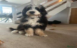 Bernedoodle dogs for sale: First Generation Bernadoodle Male 6mths - Image 2
