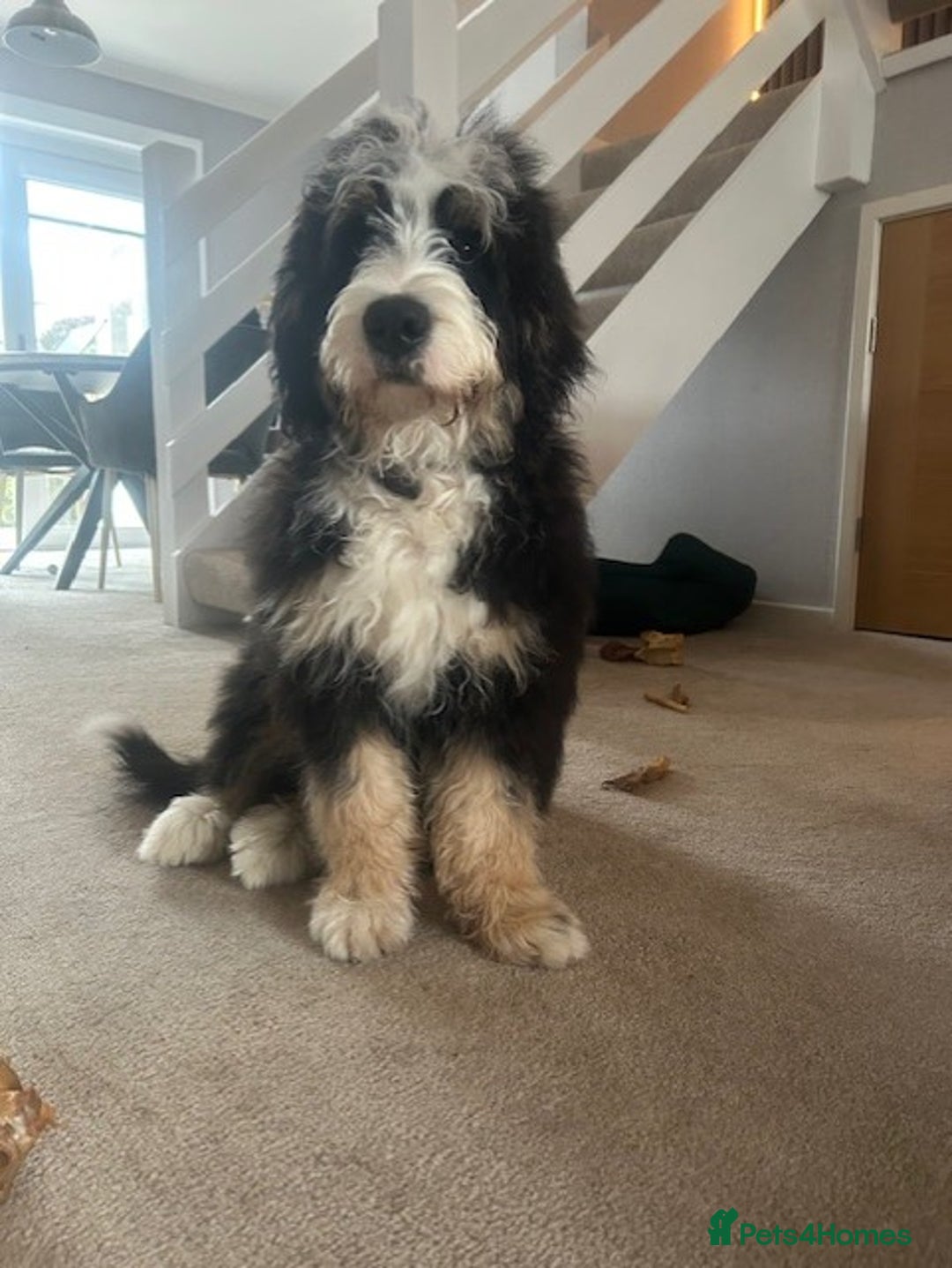 Bernedoodle dogs for sale: First Generation Bernadoodle Male 6mths - Image 2