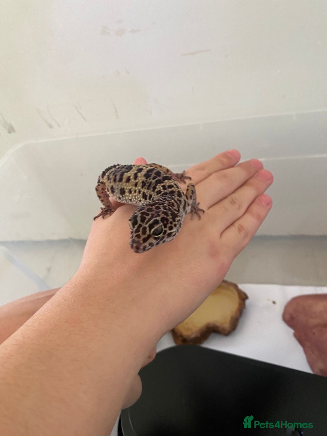 Leopard Gecko reptiles for sale: 2 year old Leo. Experienced keepers only!!  - Advert 3