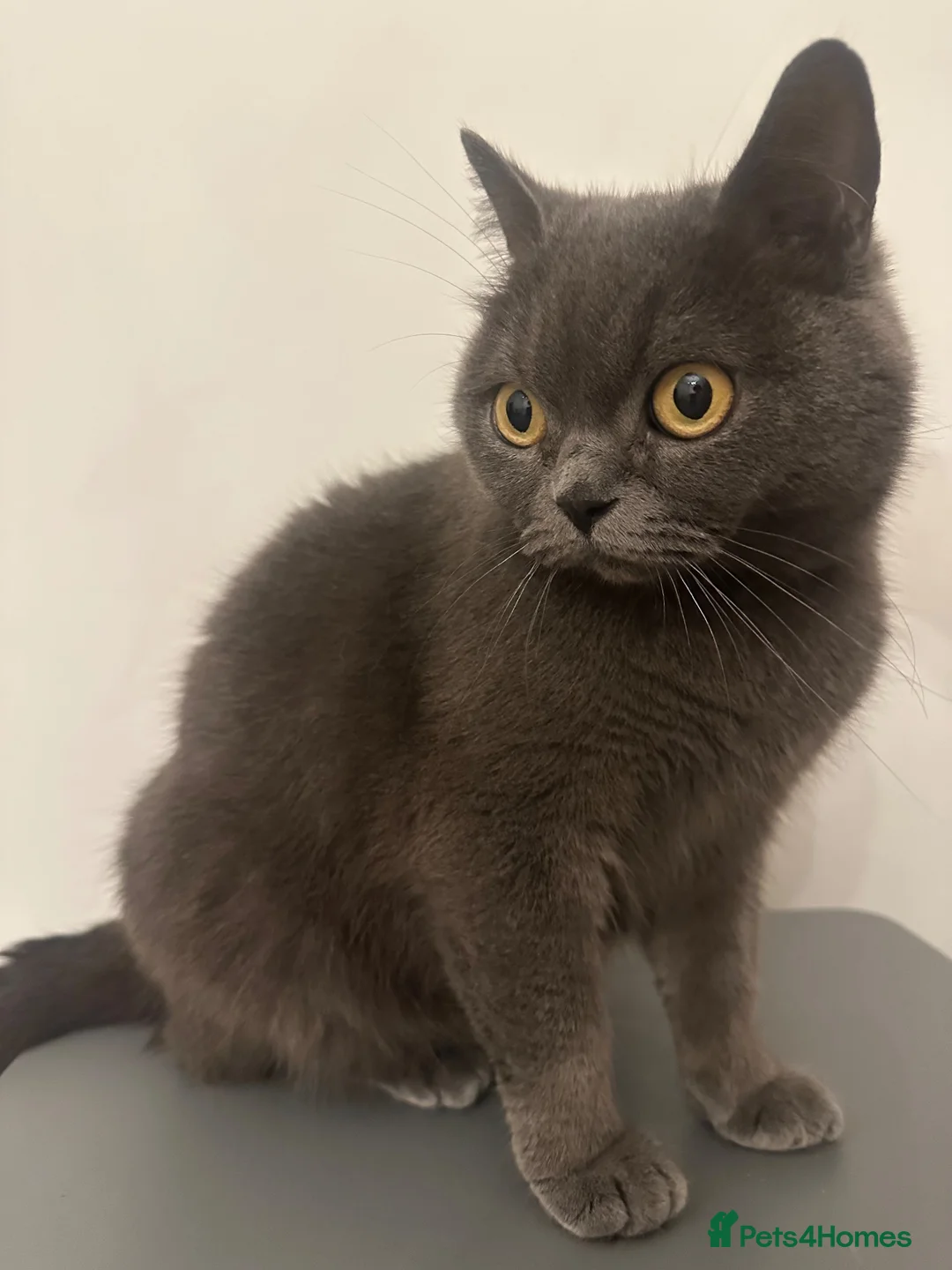 British Shorthair cats for sale: 2 British shorthair boys - Advert 1