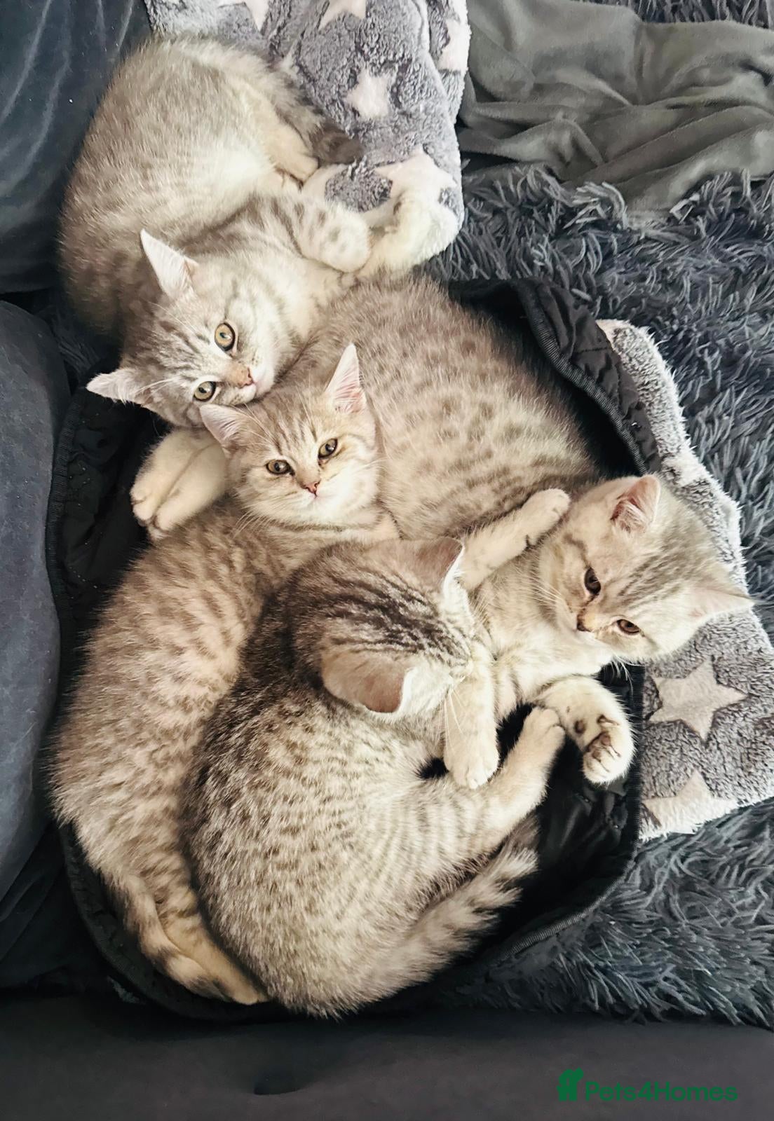 British Shorthair cats *UPDATED* GCCF BSH silver tipped  - Advert 2