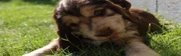 Cocker Spaniel dogs for sale: Show type cocker spaniel. Litter due 10/11/26  - Advert 8