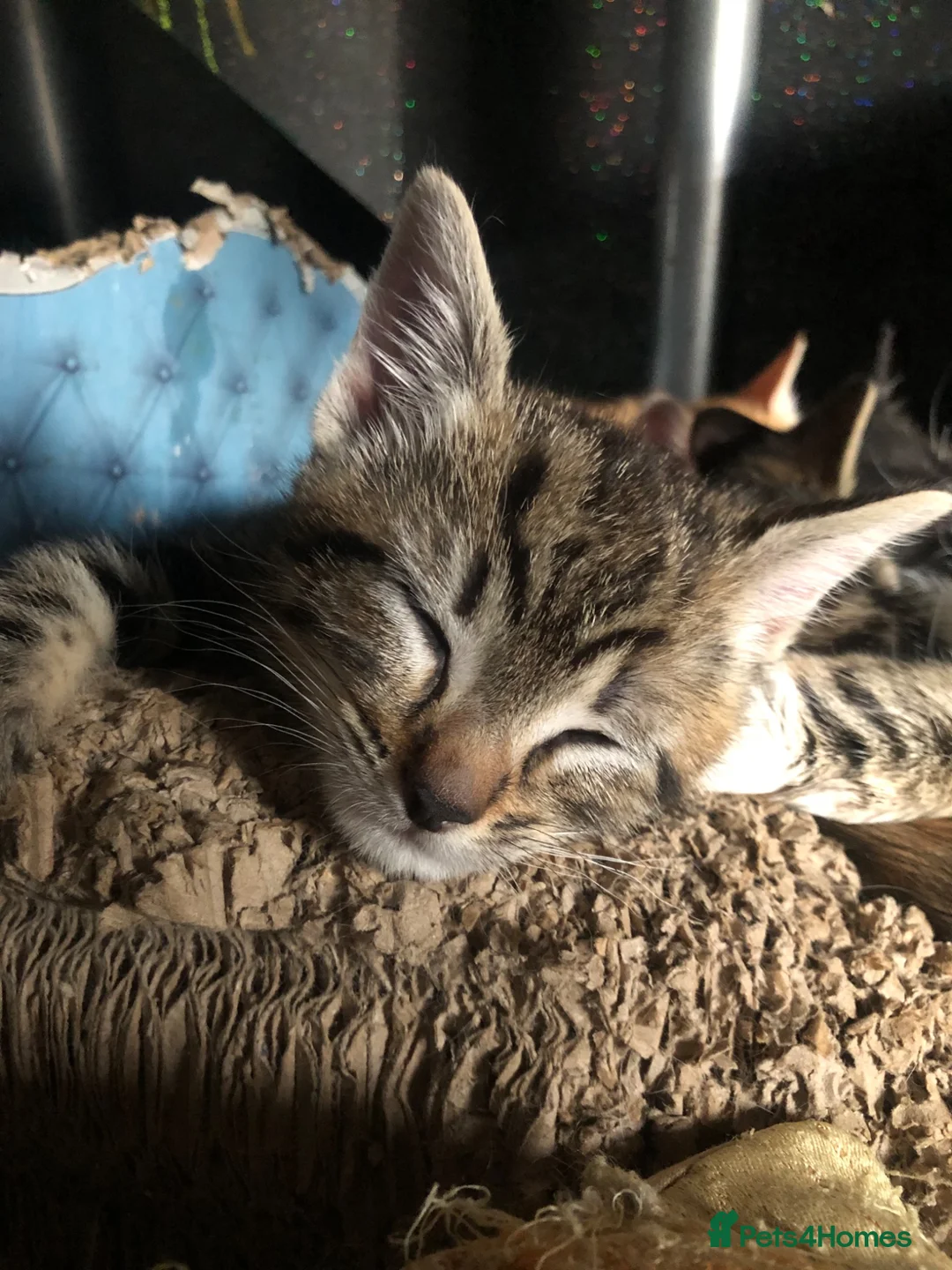 Domestic Shorthair cats for sale: Loving gorgeous kittens ready for new ho e - Advert 2