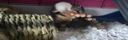 Rat rodents for sale: 2 friendly male rats with cage in Newport - Advert 2