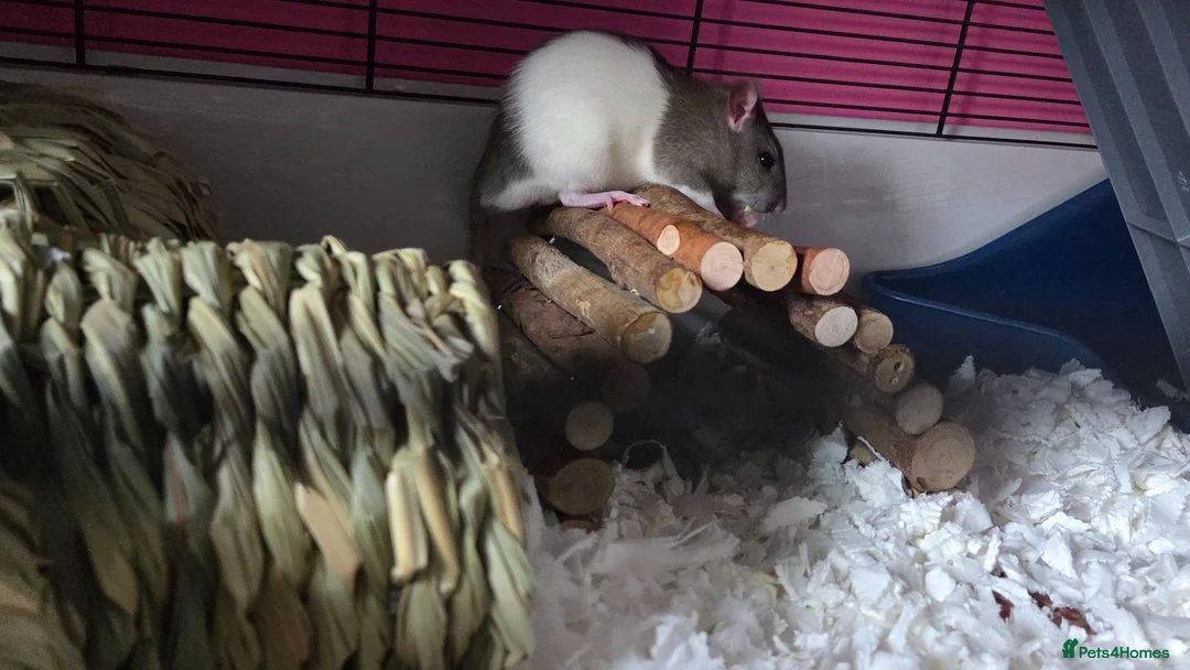 Rat rodents for sale: 2 friendly male rats with cage in Newport - Advert 2