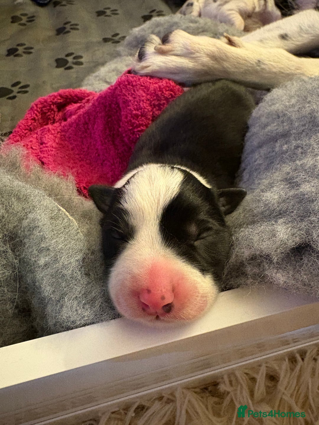 Border Collie dogs for sale: Border collie’s - Advert 10