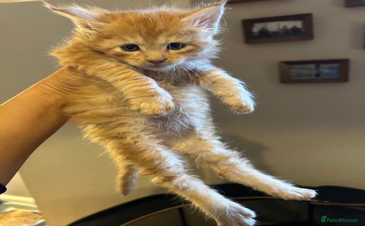 Maine Coon cats - Advert 2