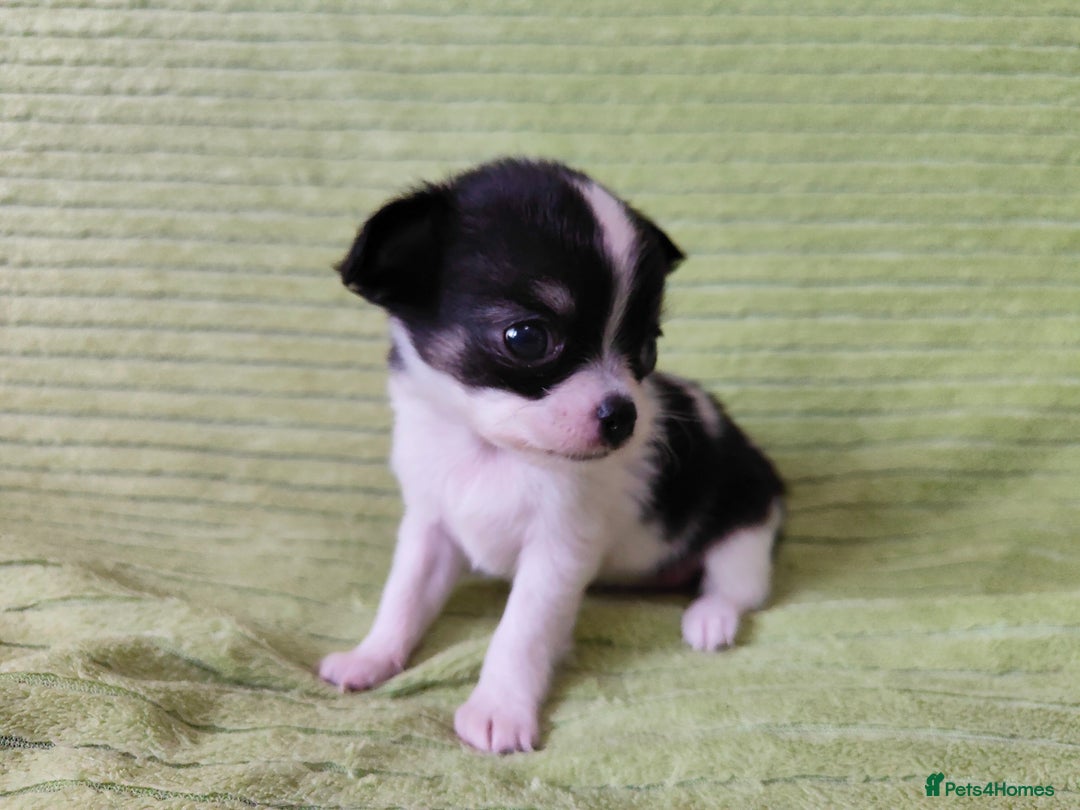 Chihuahua dogs for sale: Amazing Quality Long Coat Chihuahua puppies - Image 19