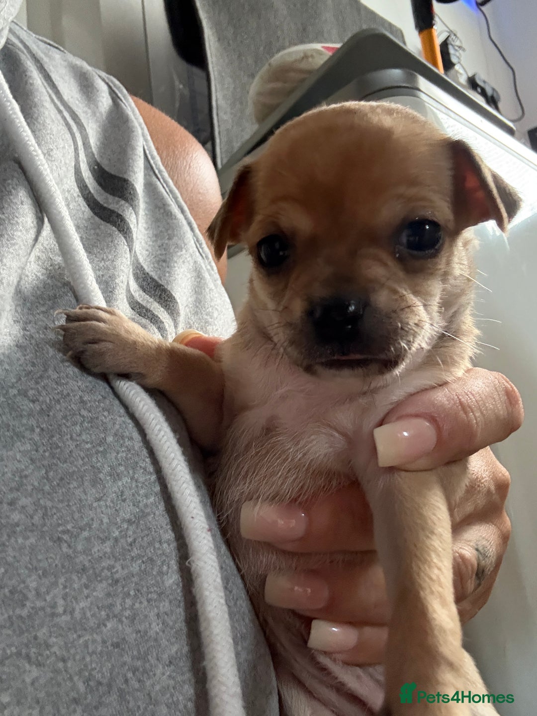 Chug dogs for sale: 6 beautiful chug puppies for sale ❤️ - Image 8
