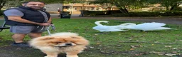 Chow Chow dogs for sale: Chow chow  - Advert 21