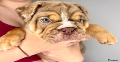 English Bulldog dogs - Advert 11