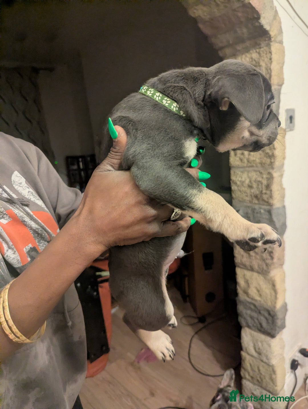 Mixed Breed dogs for sale: All cute and little tanks!  - Advert 9