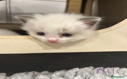 Ragdoll cats for sale: Pure Breed bi colour blue Ragdoll Kittens - Image 5
