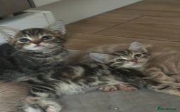 Mixed Breed cats for sale: Gorg loving kitties 4 the best homes only  - Image 12
