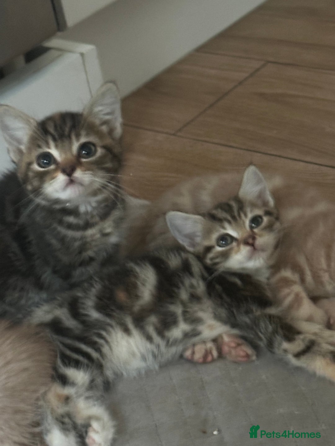 Mixed Breed cats for sale: Gorg loving kitties 4 the best homes only  - Image 12