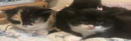 Domestic Shorthair cats for sale: 4 beautiful kittens in Loughborough - Advert 6