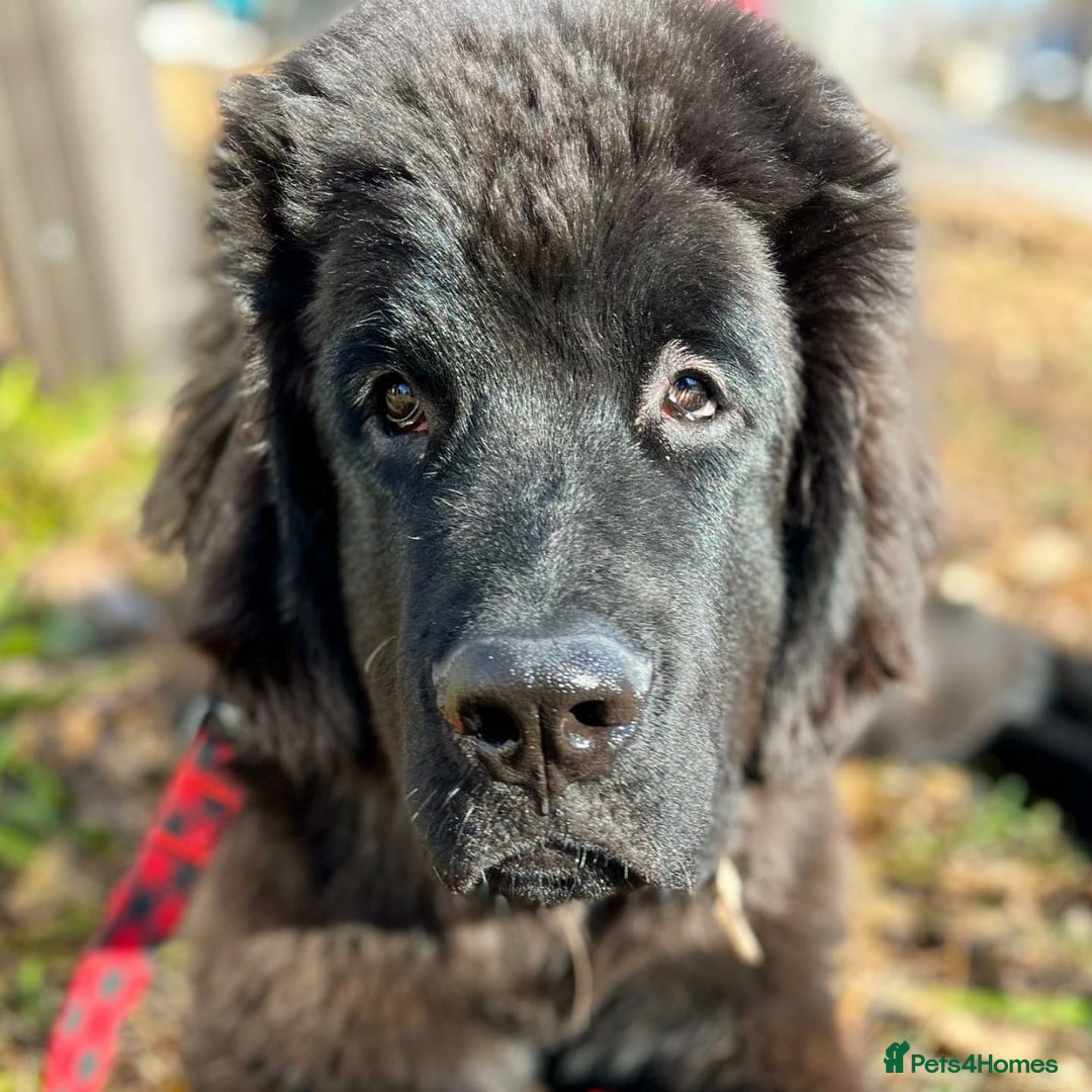 Newfoundland dogs for sale: Newfoundland Looking to re home - Image 2