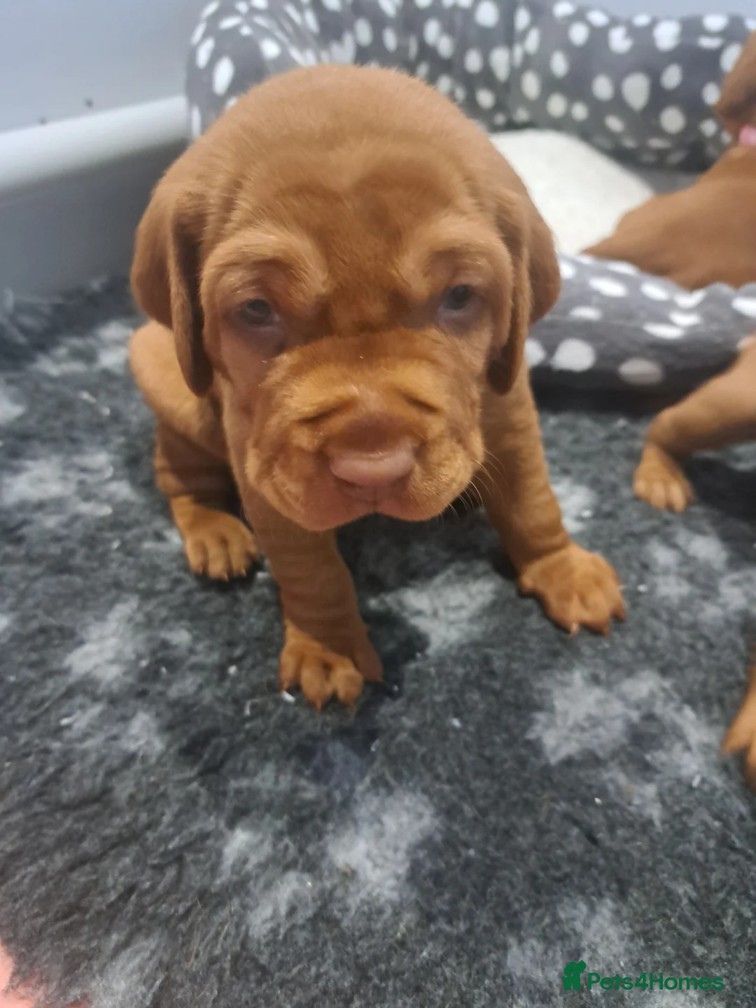 Hungarian Vizsla dogs for sale: Wirehaired vizsla puppies  - Advert 2