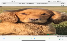 Sprocker dogs for sale: Beautiful Sprocker Spaniel pups - Image 12