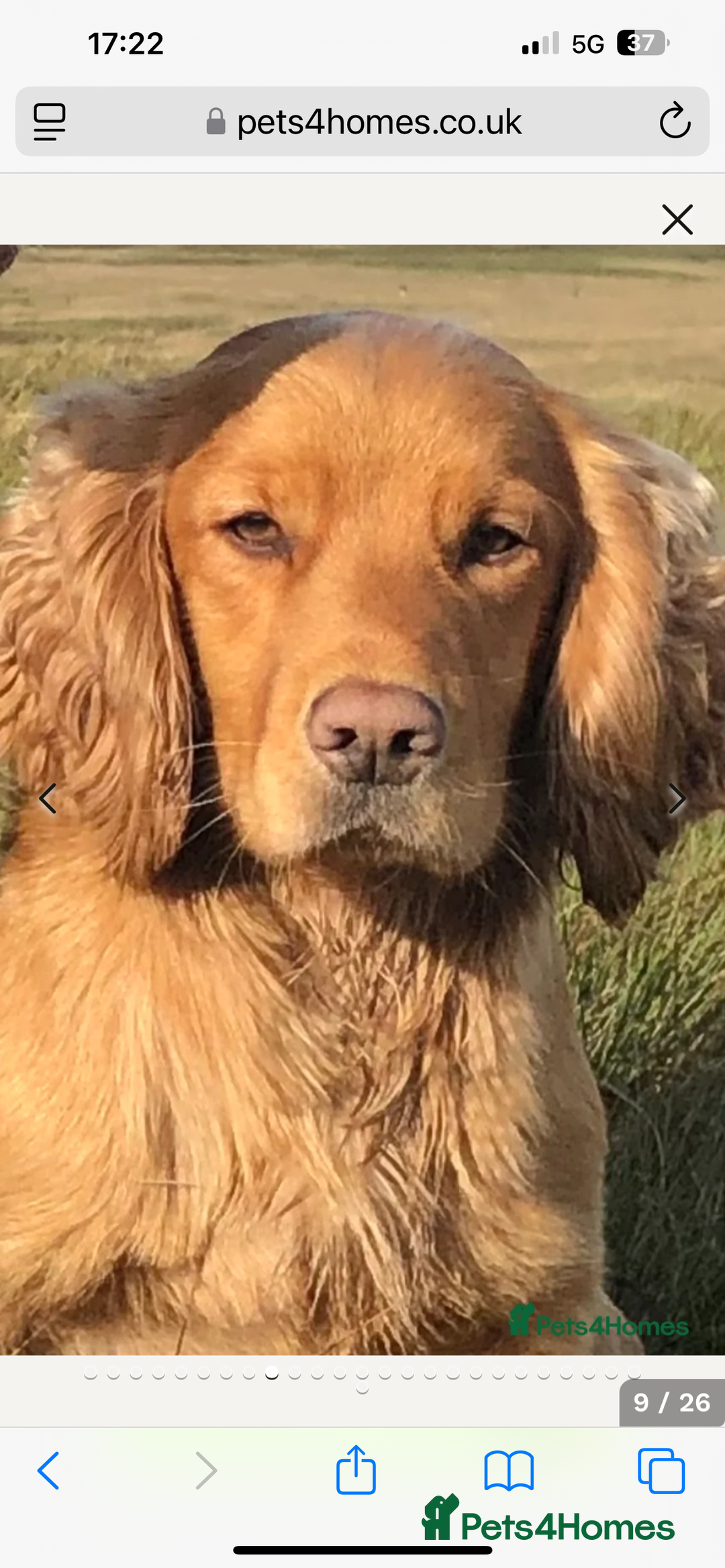 Sprocker dogs for sale: Beautiful Sprocker Spaniel pups - Image 12