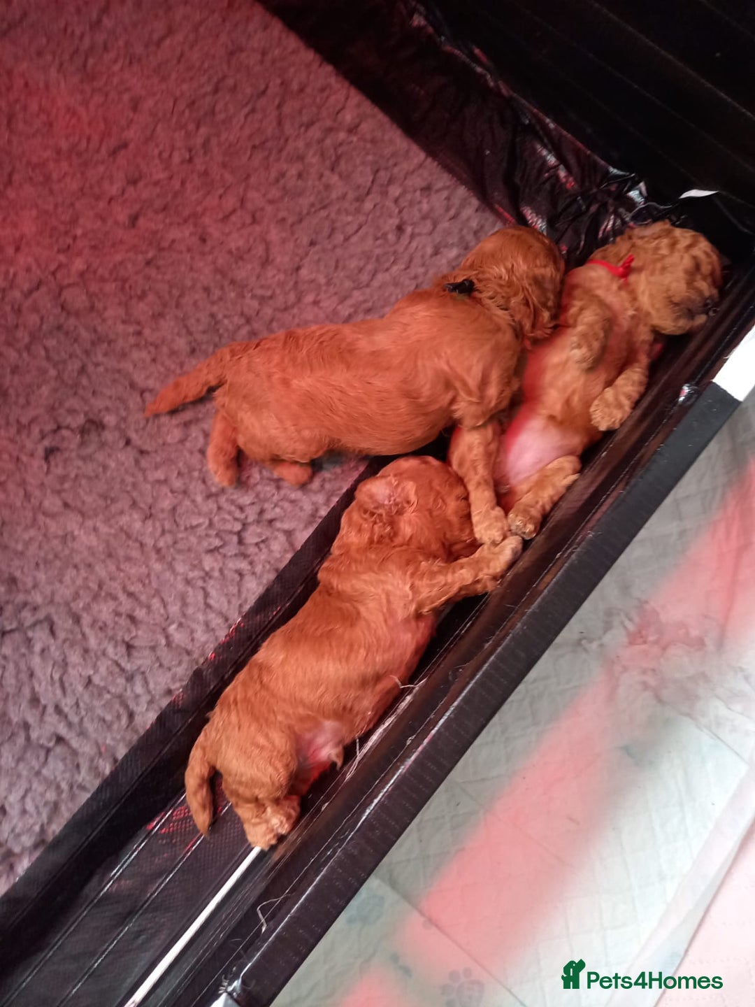 Shihpoo dogs for sale: Toy f1bb shipoo - Image 5