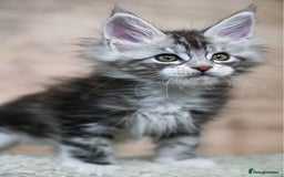 Maine Coon cats for sale: 🥇 5 Generation Pedigree - TICA registered  🌟 - Advert 22