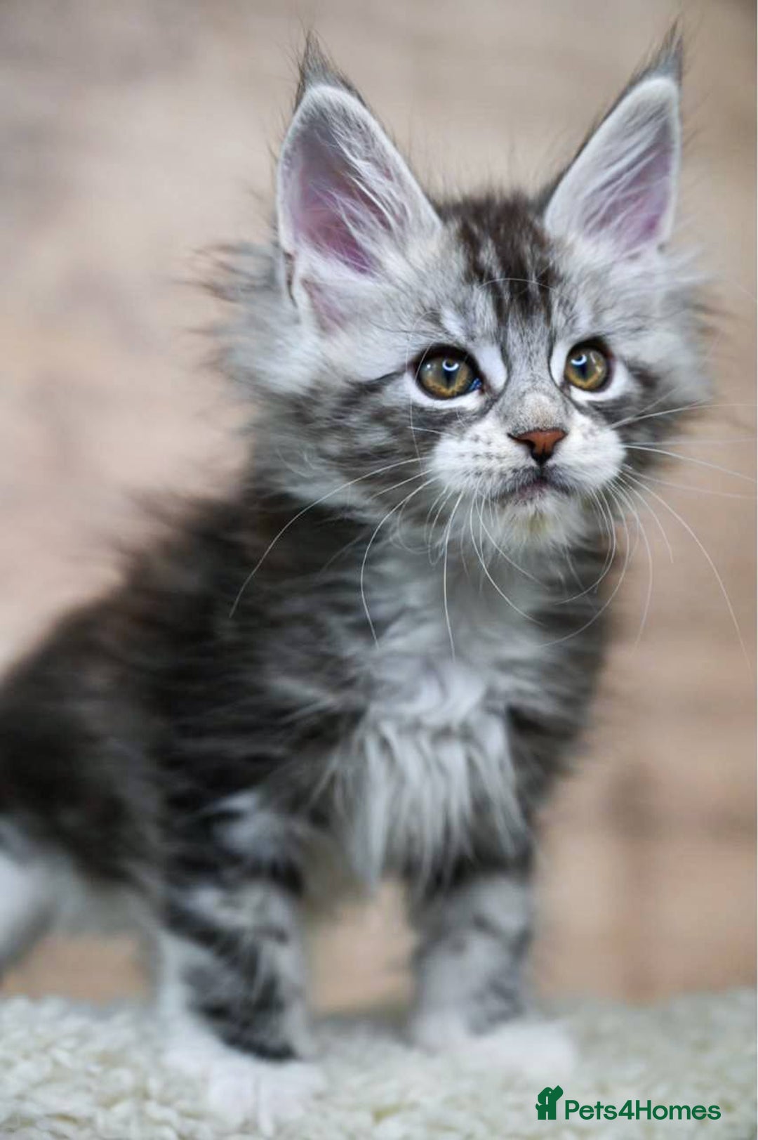 Maine Coon cats for sale: 🥇 5 Generation Pedigree - TICA registered  🌟 - Advert 22