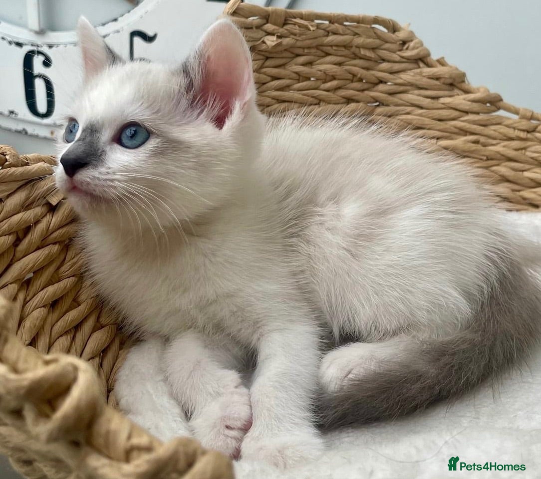 Mixed Breed cats Affectionate, Playful Ragdoll Cross Kittens - Advert 2