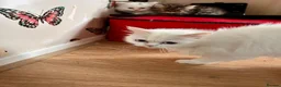 Persian cats for sale: 3 full Persian kits  - Advert 3