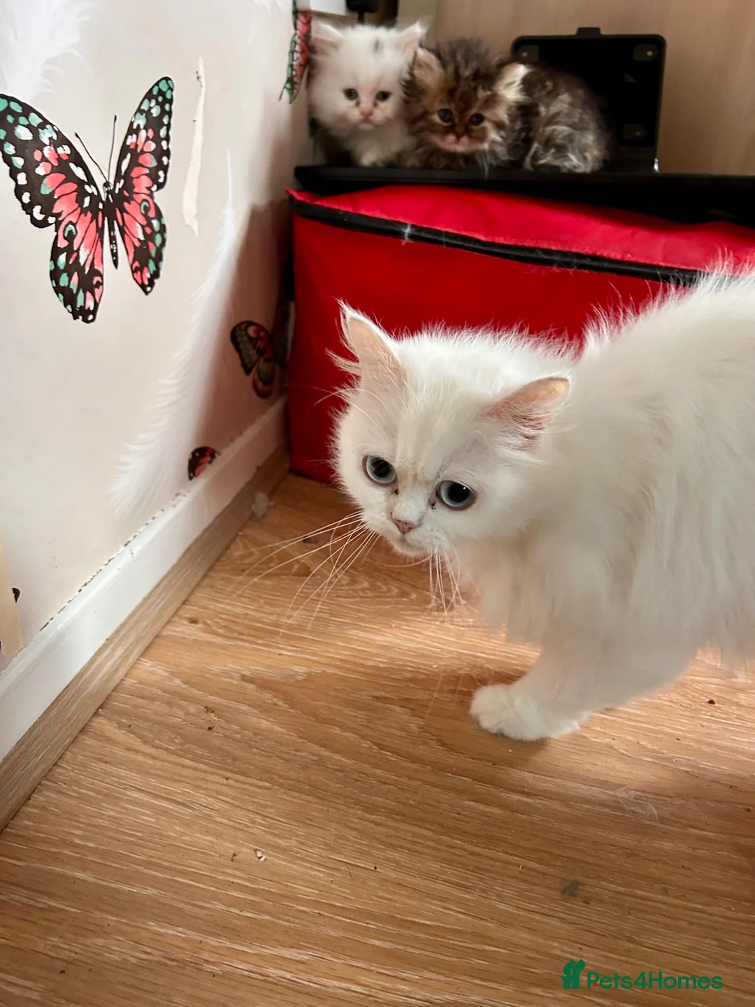 Persian cats for sale: 3 full Persian kits  - Advert 3