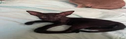 Oriental cats for sale: 7 stunning oriental kittens available now - Advert 9