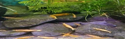 Shrimps fish for sale: Bloody Mary, Blue Dream, Golden Dream  - Advert 3