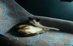 Mixed Breed cats for sale: Calico kitten/cat (less than 2)  - Image 1