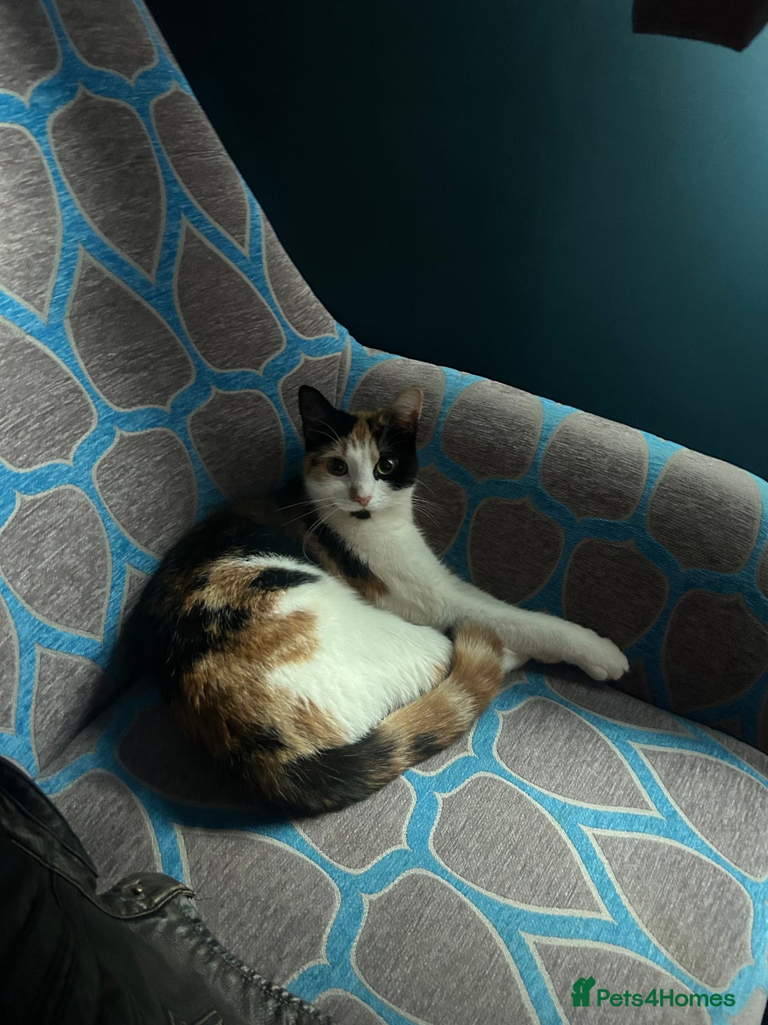 Mixed Breed cats for sale: Calico kitten/cat (less than 2)  - Image 1