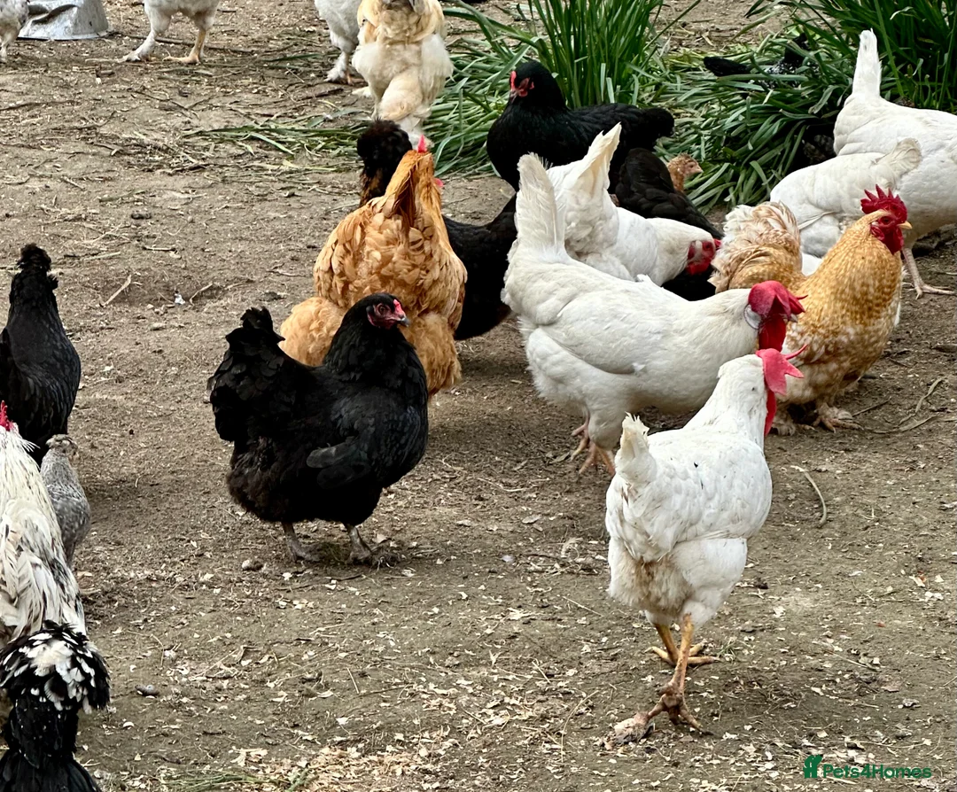 Chickens poultry for sale: Chicks, chickens and hatching eggs - Advert 3