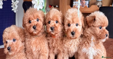 Mixed Breed dogs - Advert 2