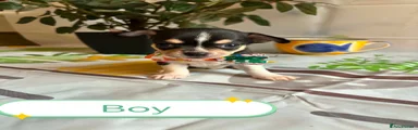 Chihuahua 1